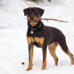 Rottweiler – race de chien