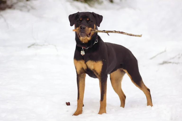Rottweiler – race de chien