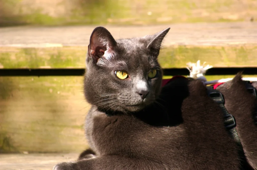 Russian Blue – race de chat