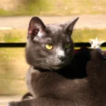 Russian Blue – race de chat