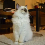 Sacré de Birmanie – race de chat