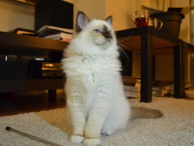 Sacré de Birmanie – race de chat