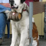 Saint-Bernard – race de chien