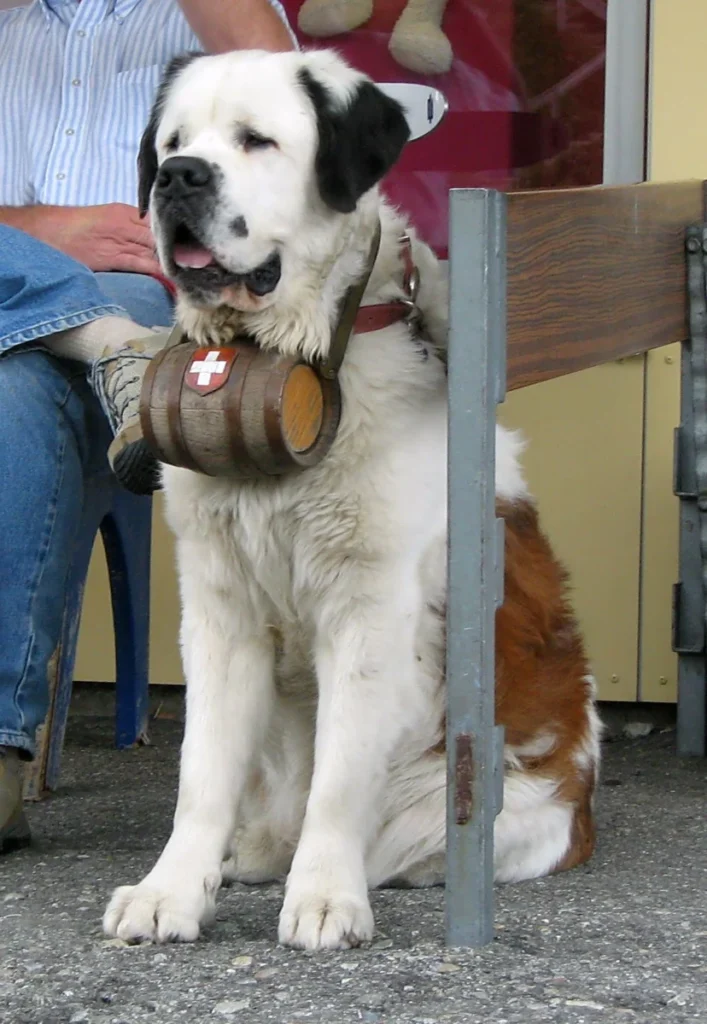 Saint-Bernard – race de chien