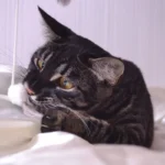 Savannah – race de chat