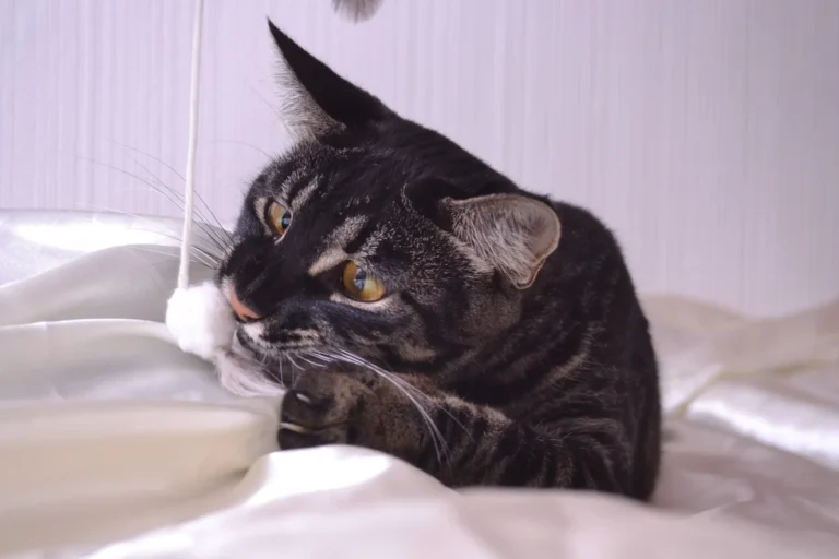 Savannah – race de chat