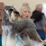 Schnauzer nain – race de chien