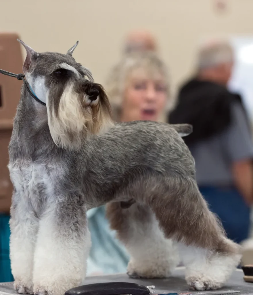 Schnauzer nain – race de chien