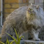 Selkirk Rex – race de chat