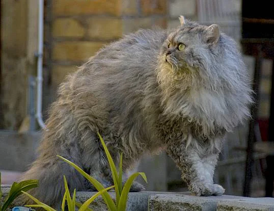 Selkirk Rex – race de chat