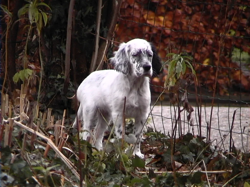 Setter anglais – race de chien