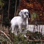 Setter anglais – race de chien