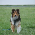 Shetland – race de chien
