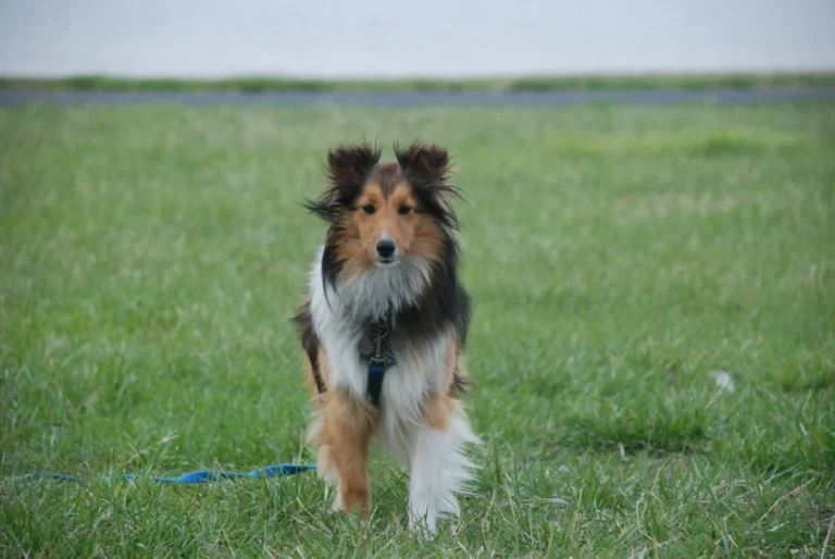 Shetland – race de chien