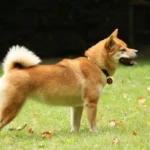 Shiba Inu – race de chien