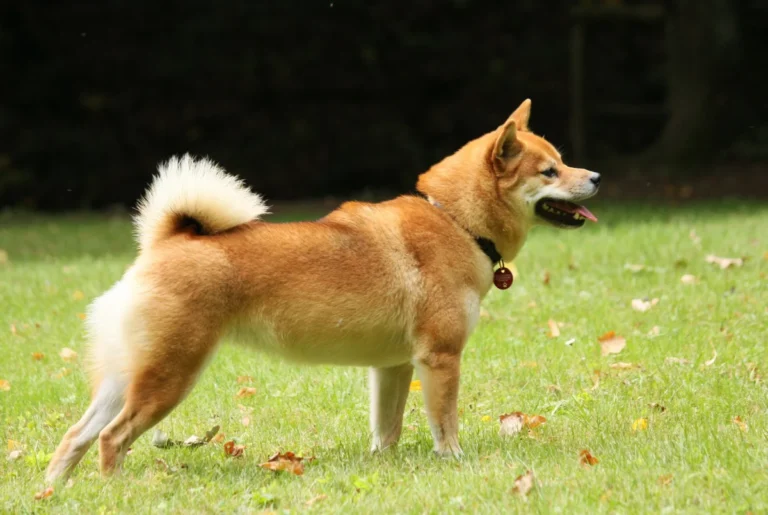 Shiba Inu – race de chien