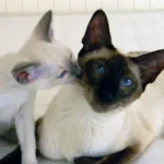 Siamois – race de chat