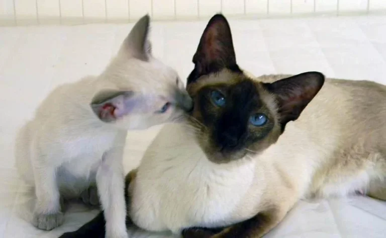 Siamois – race de chat