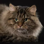 Sibérien – race de chat