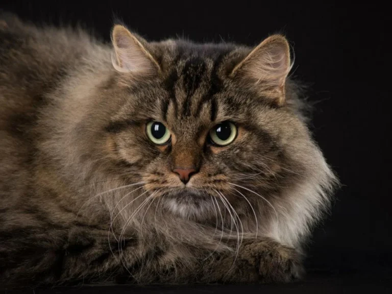 Sibérien – race de chat