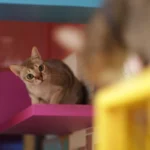 Singapura – race de chat