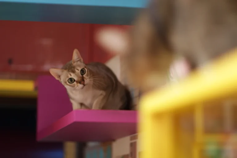 Singapura – race de chat