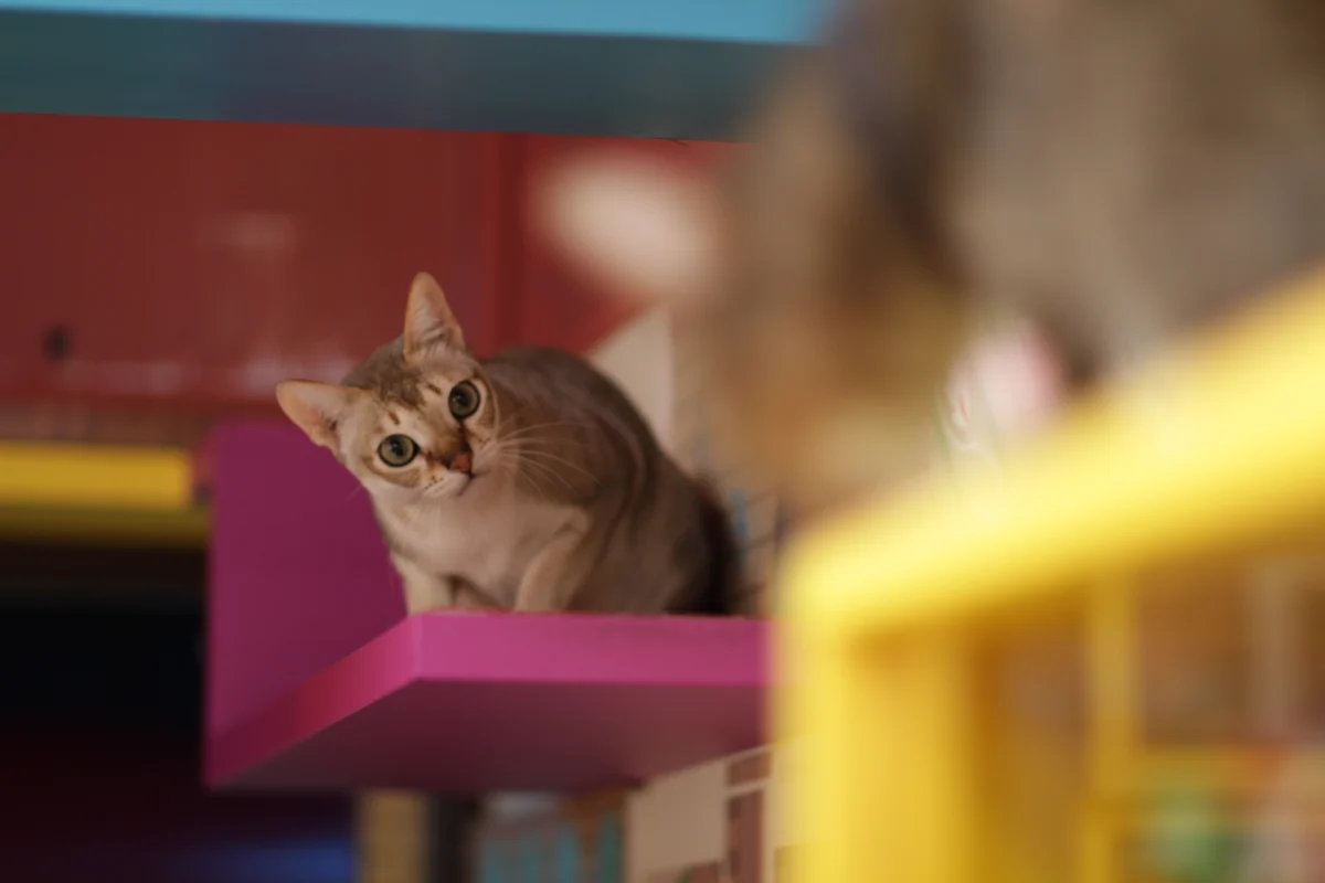Singapura – race de chat