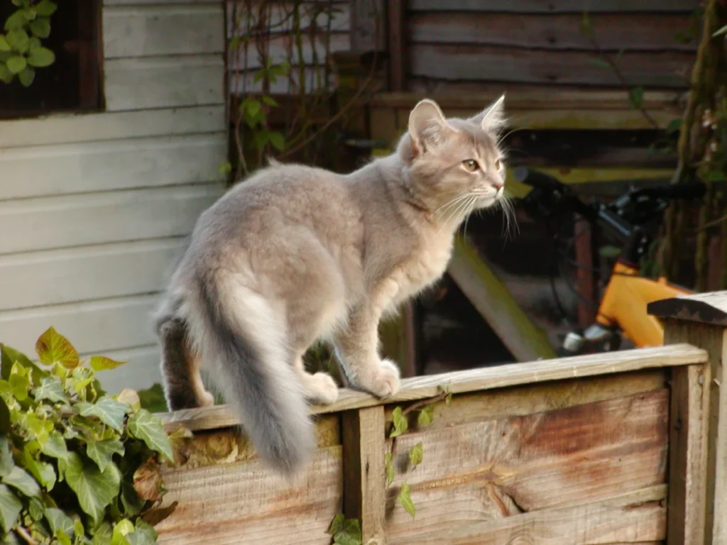 Somali – race de chat