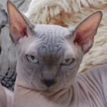 Sphynx – race de chat