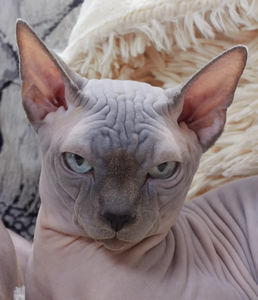 Sphynx – race de chat