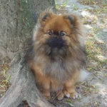 Spitz allemand nain – race de chien