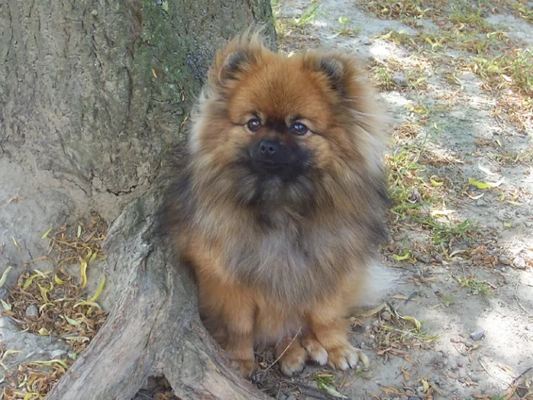 Spitz allemand nain – race de chien