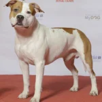 Staffordshire Bull Terrier – race de chien