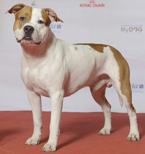 Staffordshire Bull Terrier – race de chien