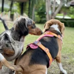 Teckel – race de chien