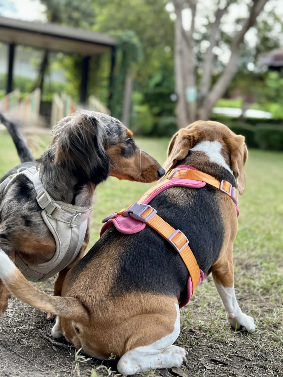 Teckel – race de chien