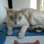 Tonkinese – race de chat