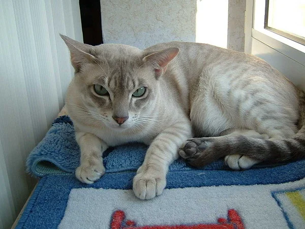 Tonkinese – race de chat