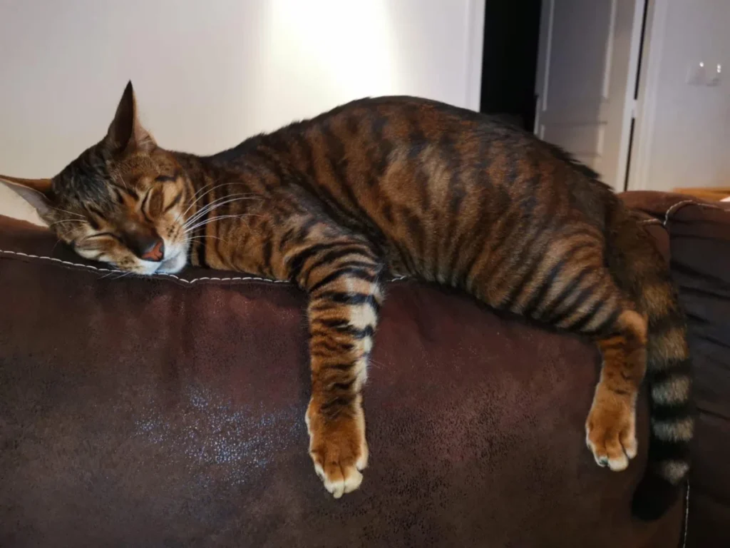 Toyger – race de chat