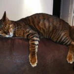 Toyger – race de chat