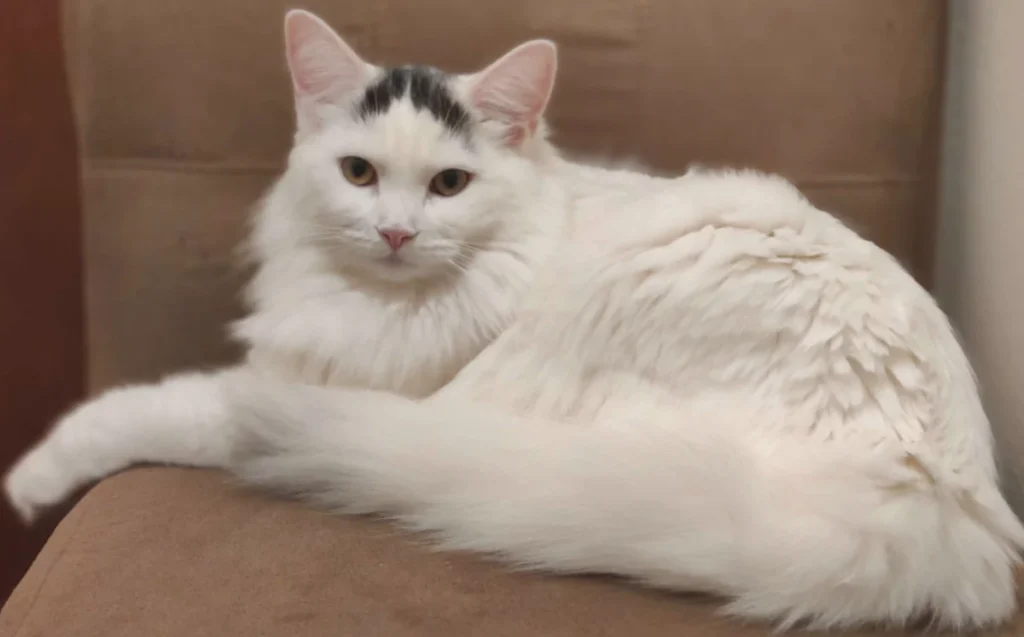 Turc de Van – race de chat