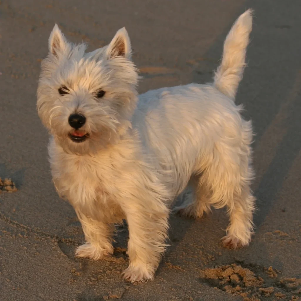 West Highland White Terrier – race de chien