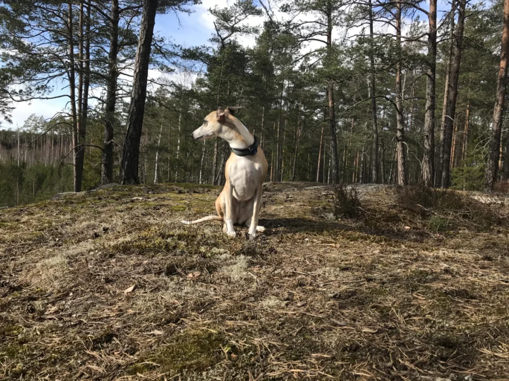 Whippet – race de chien