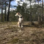 Whippet – race de chien
