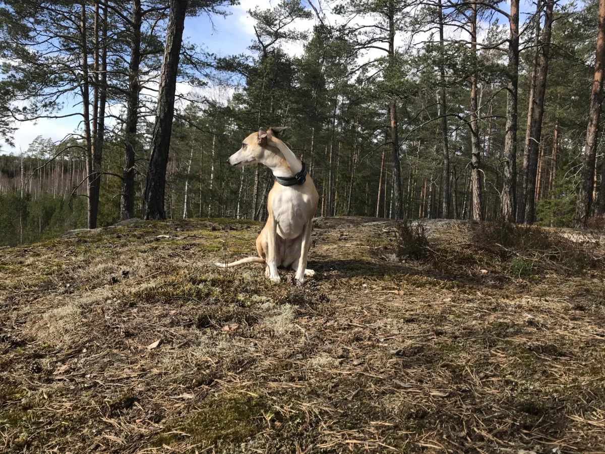 Whippet – race de chien