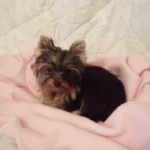 Yorkshire Terrier – race de chien