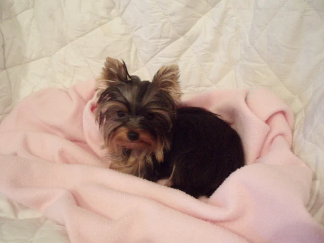 Yorkshire Terrier – race de chien