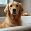 comment toiletter son golden retriever