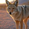 Le coyote est-il un animal dangereux