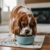 Meilleure alimentation pour un cavalier King Charles